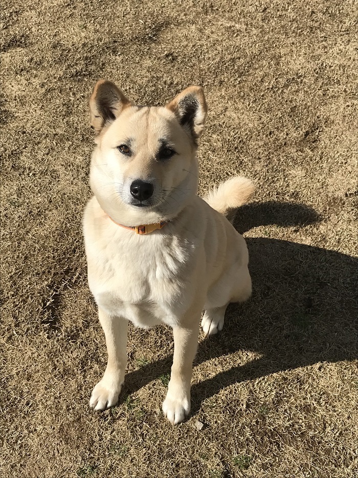 雑種犬 はのちゃん の運動神経 保護ワン 幸せさがし